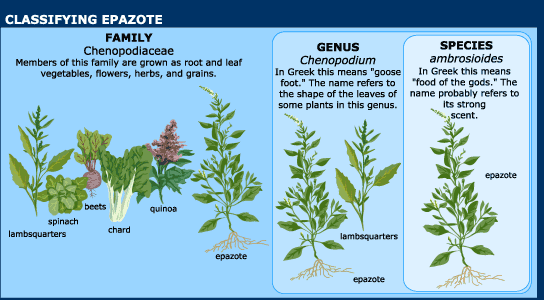 Epazote | United States Botanic Garden