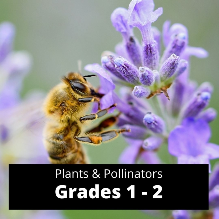 closeup of a bee sitting on stem with multiple small purple flowers