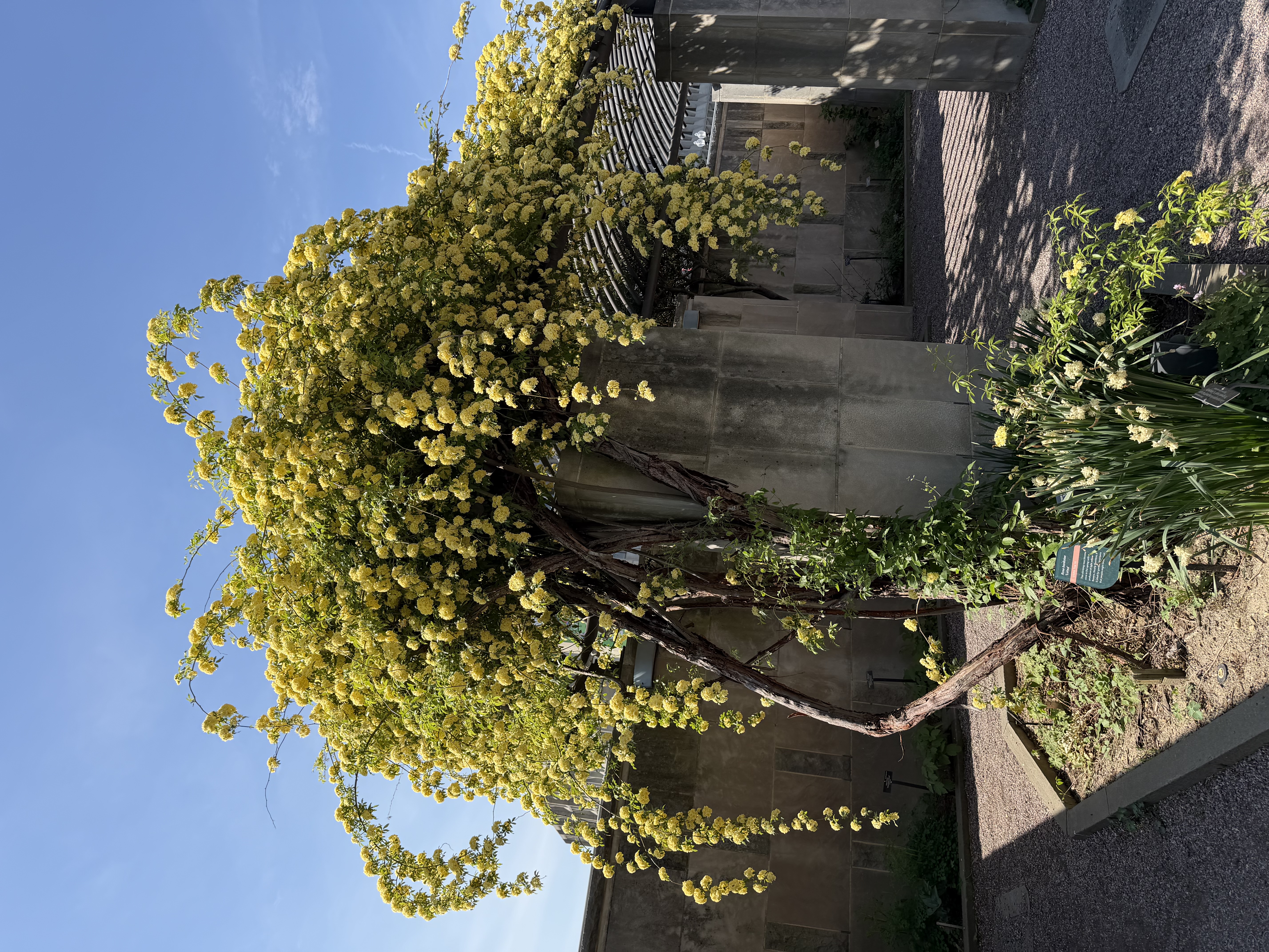 Climbing Rose has many hundreds of yellow flowers as it covers a pergola