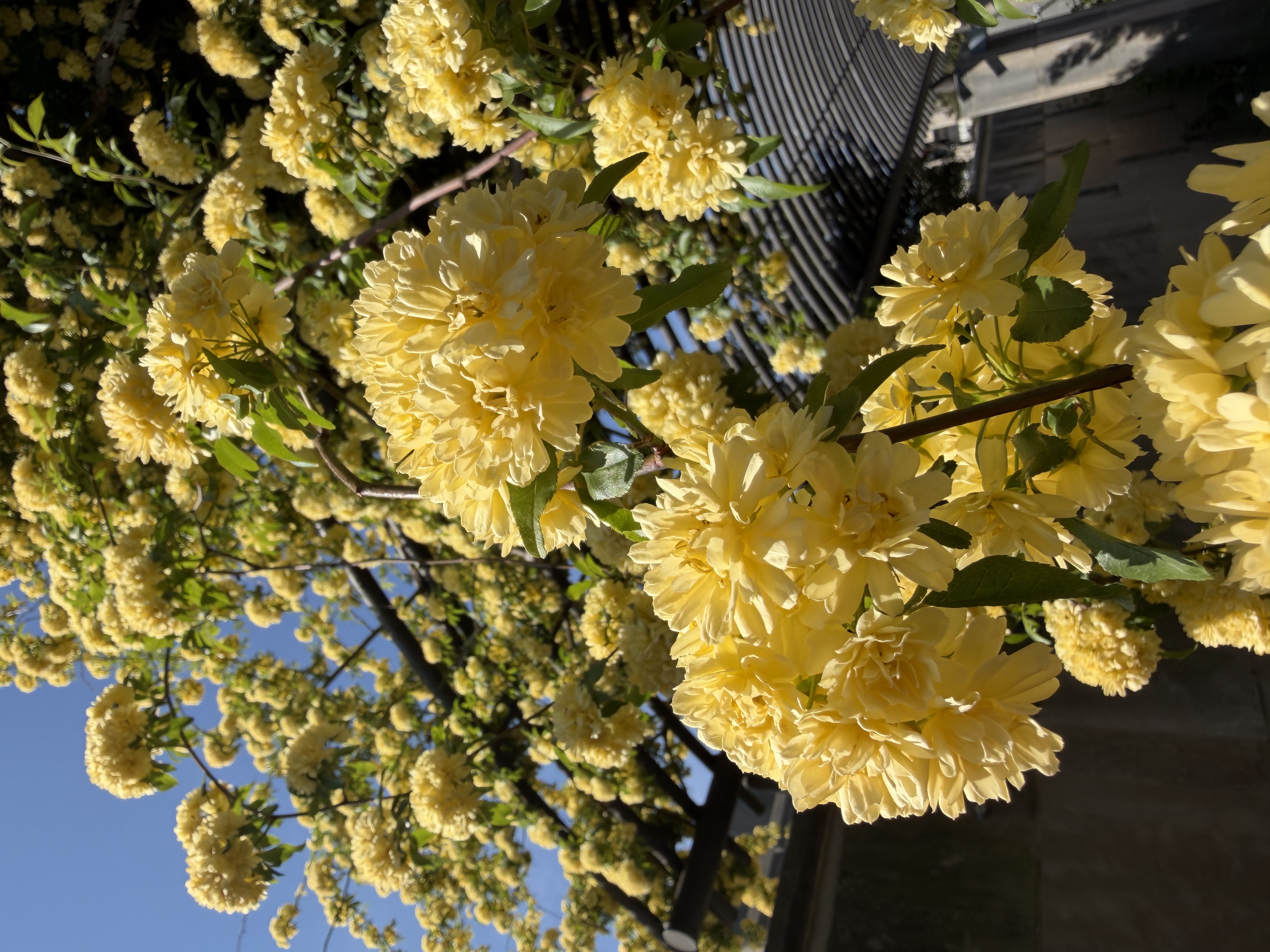 Dozens of doubled yellow rose flowers on trailing vines