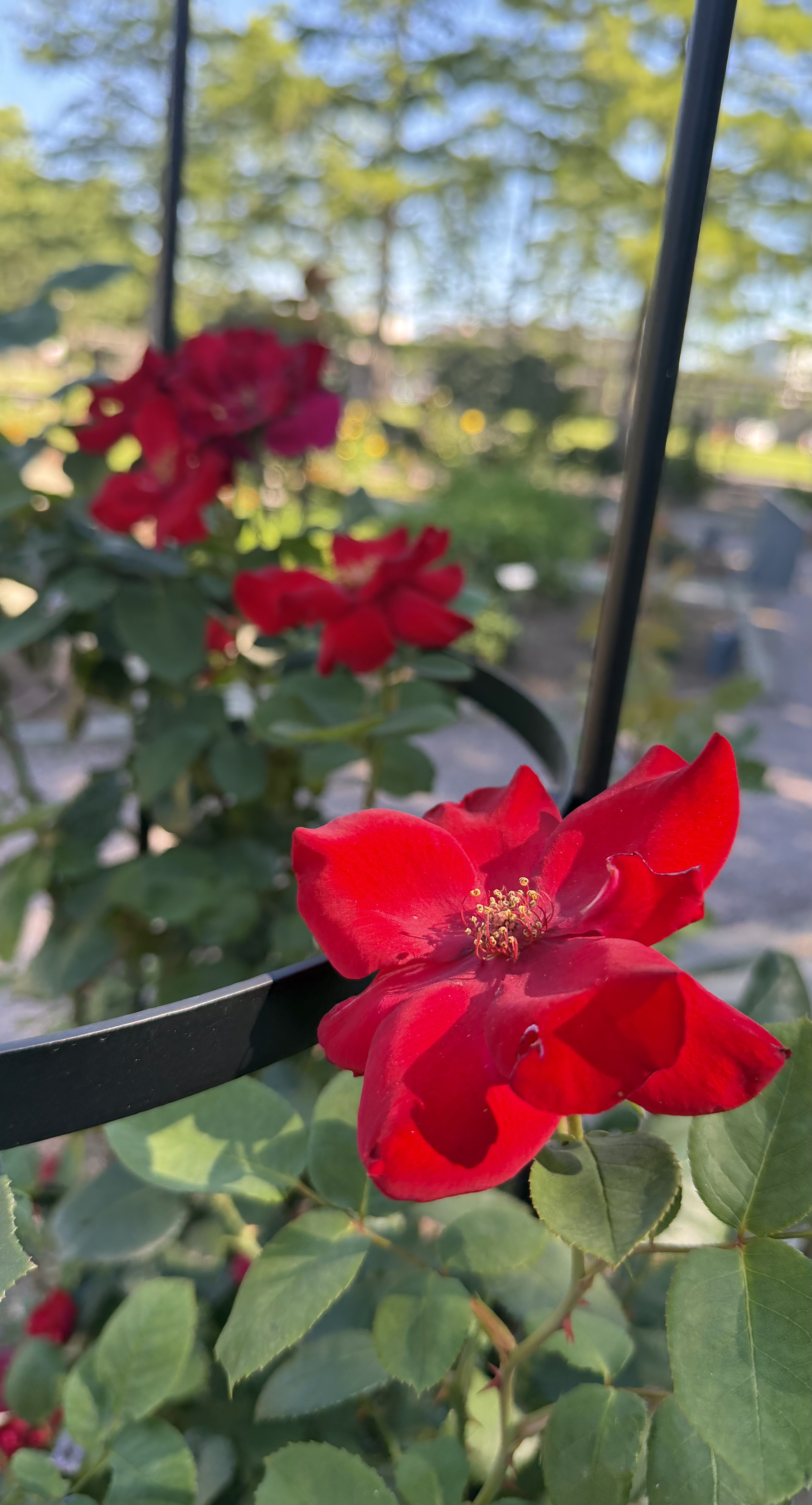 A flat, open red rose