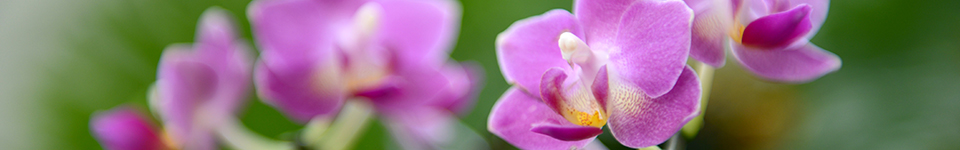 pink Paphiopedilum orchid