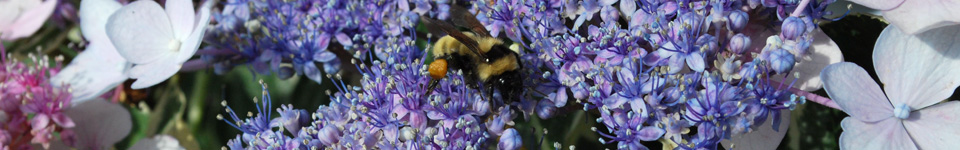 bee on a hydrangea flower
