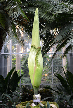 corpse-flower