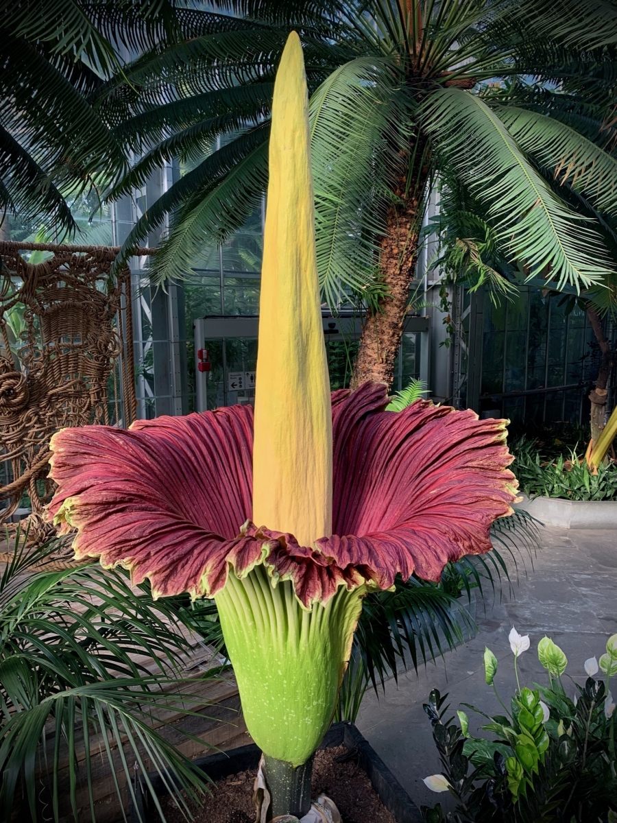 Corpse flowers at U.S. Botanic Garden | United States Botanic Garden