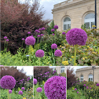 Purple allium flowers