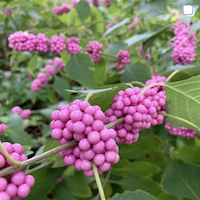 Pink American Beautyberry fall colors