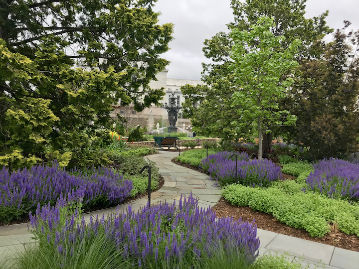 Bartholdi Fountain and Gardens with sage in bloom