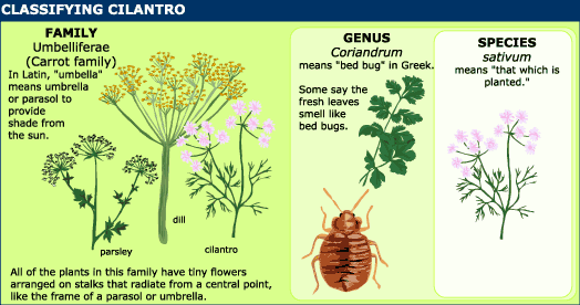 Cilantro and Coriander United States Botanic Garden