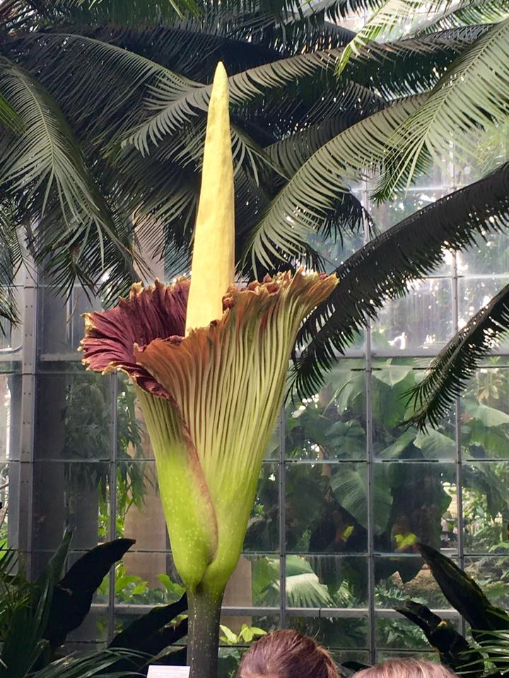 Corpse flower at USBG United States Botanic Garden Corpse flower at USBG United States Botanic Garden