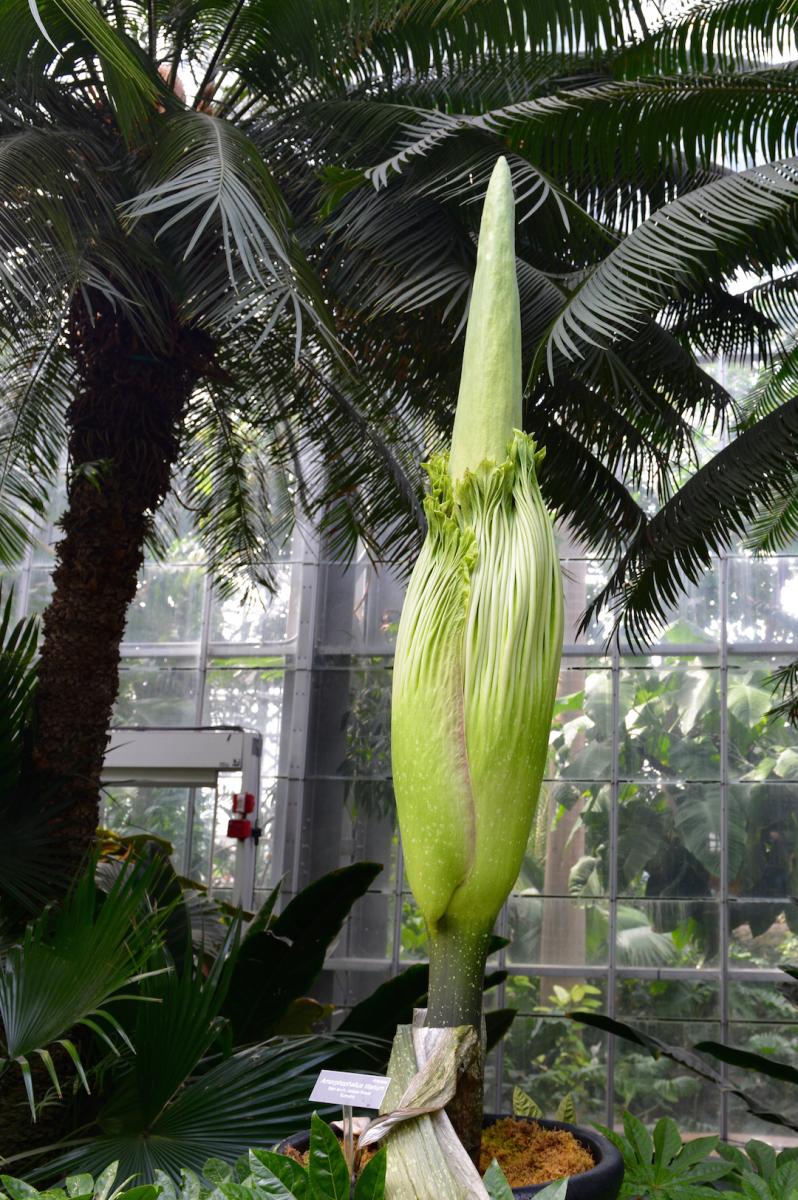 Amorphophallus titanum blooming at USBG - Democratic Underground