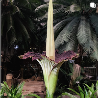 Corpse flower bloom 2020