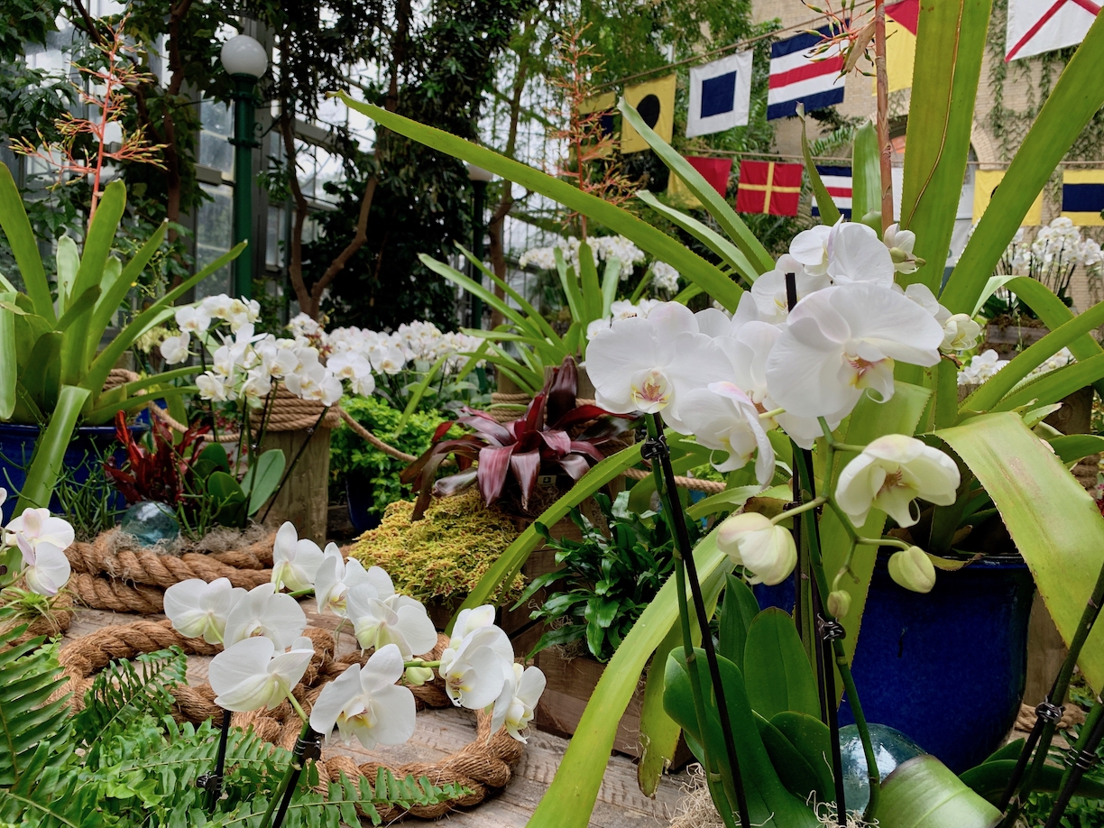 White Phalaenopsis orchids fill the Garden Court