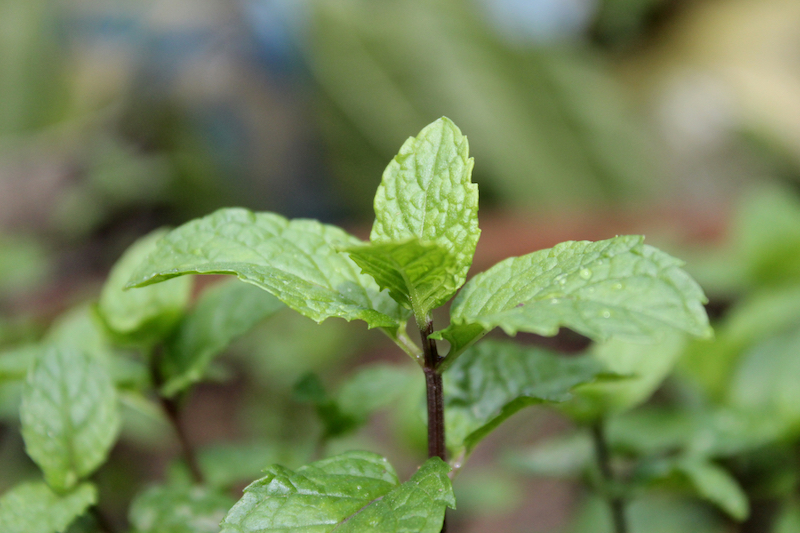Mint plant