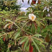 Franklinia alatamaha flower and red leaves