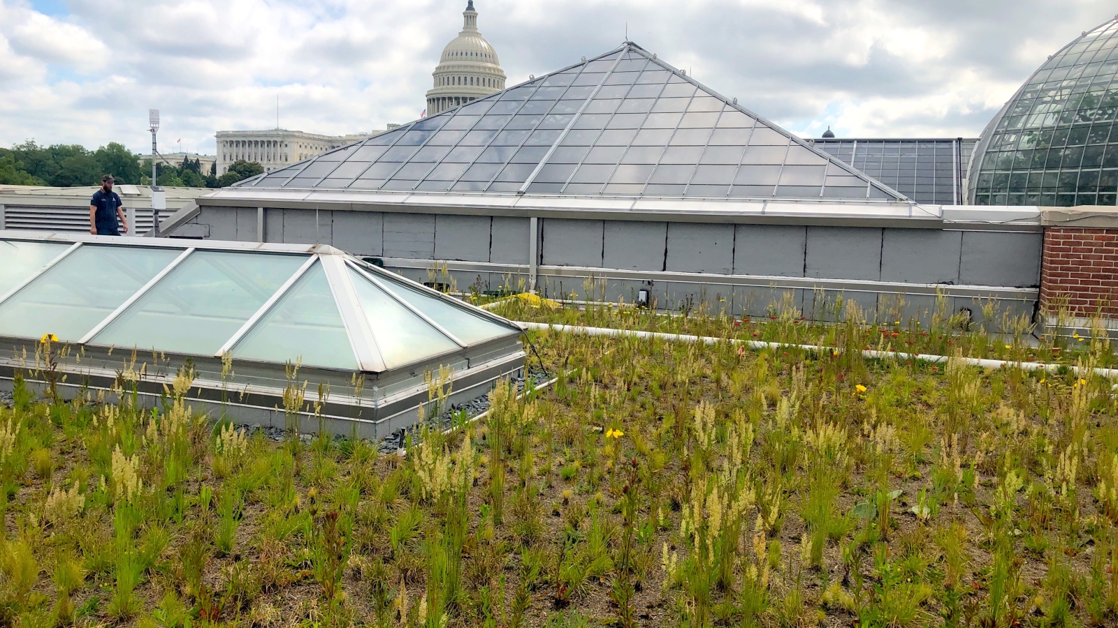 plants grown on the green roof on top of the conservatory