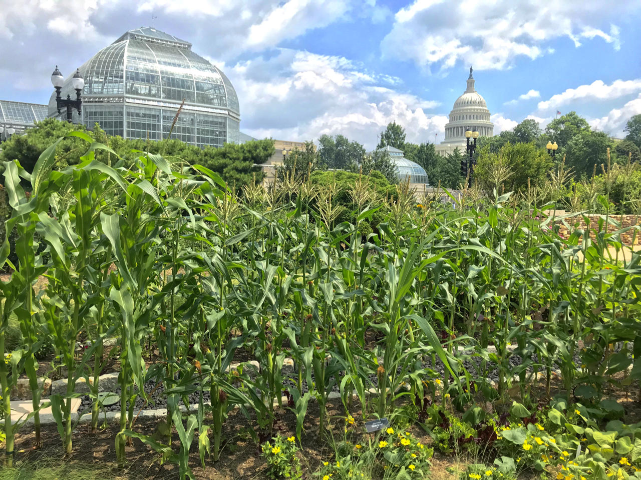 Corn grows in the Kitchen Garden with the Conservatory and Capitol dome behind