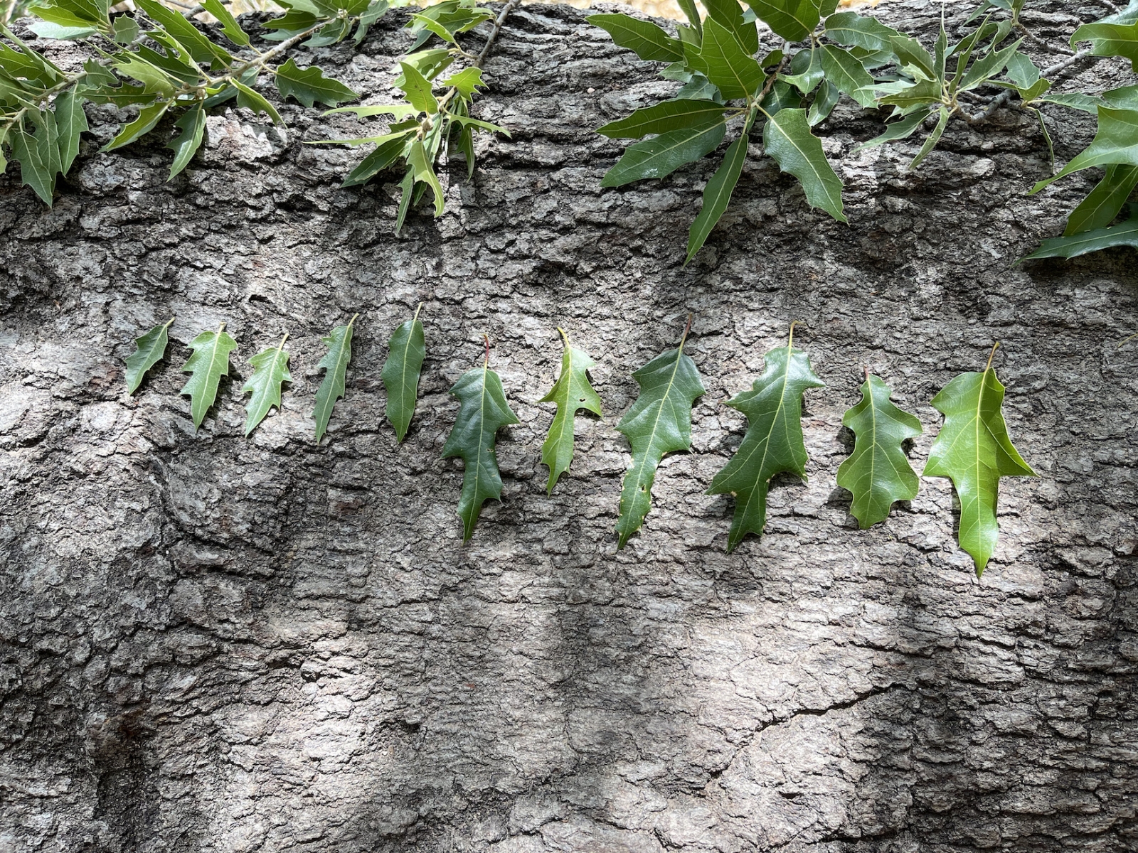 Oak trees are a keystone species, - The Morton Arboretum