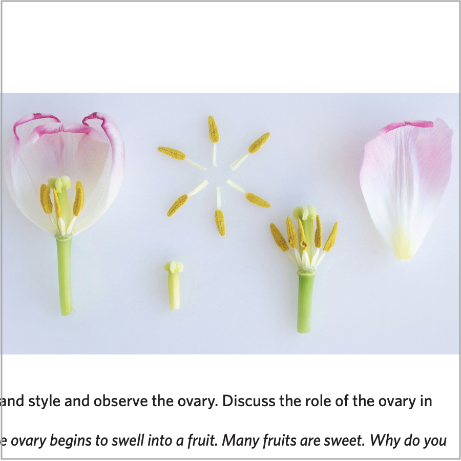 flowers and seeds