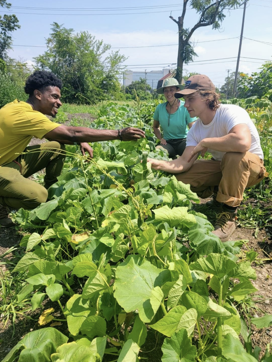 Two men and one woman pick leafy greens in a garden