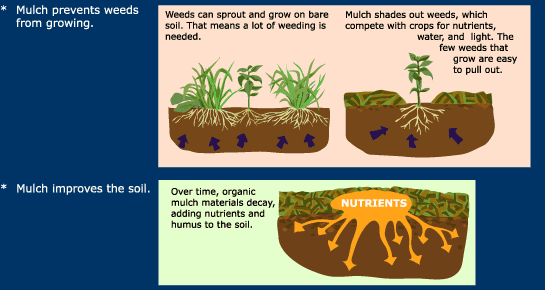 mulch improves soil