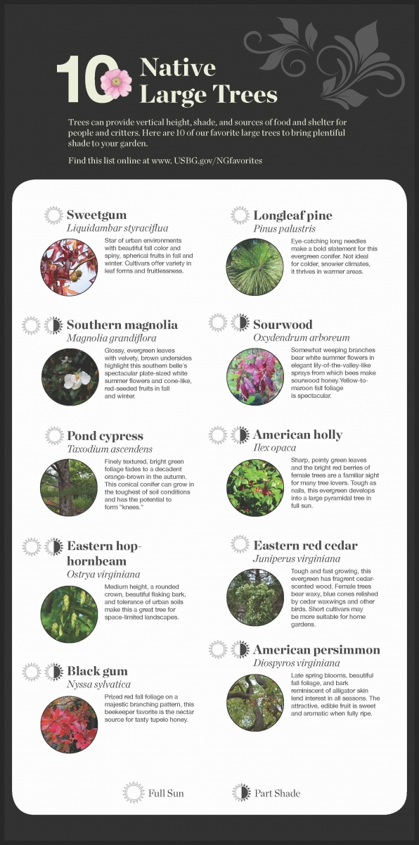 Native large tree recommendations