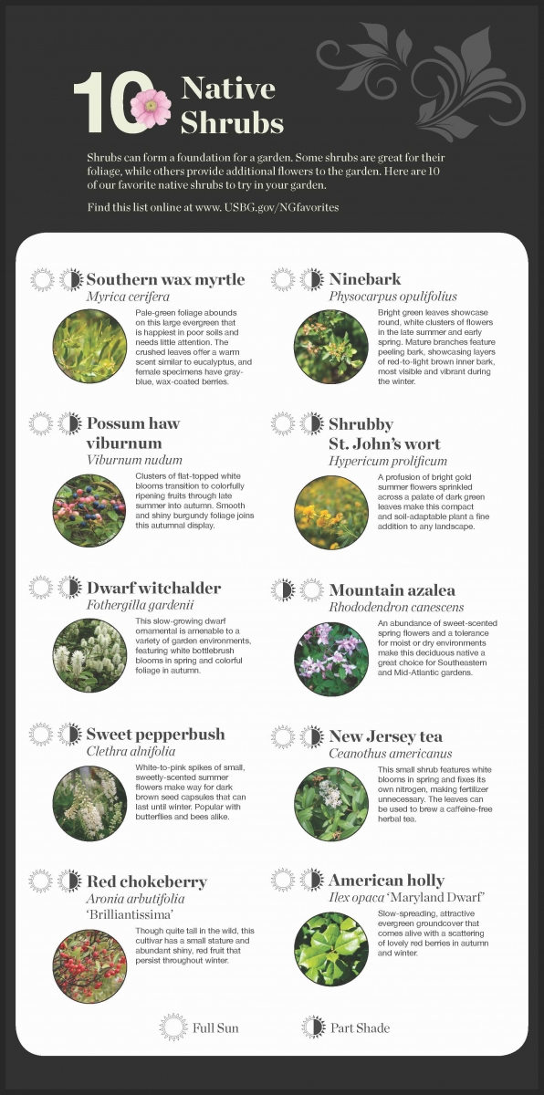Native Shrub recommendations