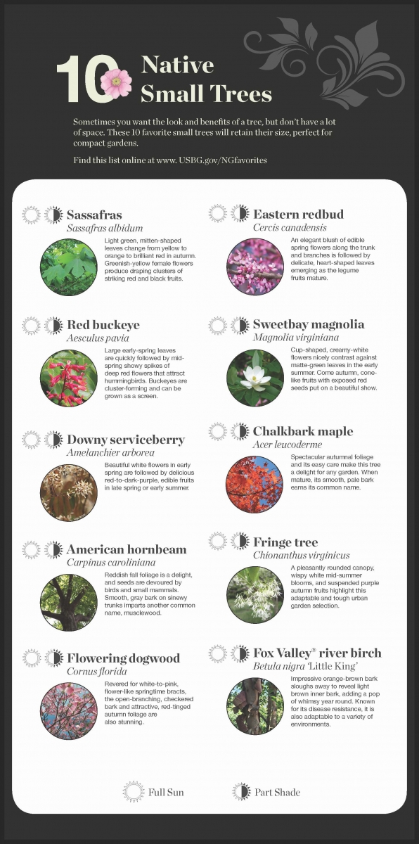 Native small tree recommendations