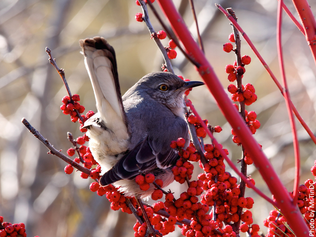 northern mockingbird (Mimus polyglottos) eating winterberry (Ilex verticillata)