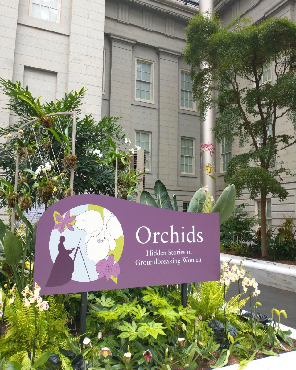 Orchids on display in the 2022 orchid exhibit in the Kogod Courtyard