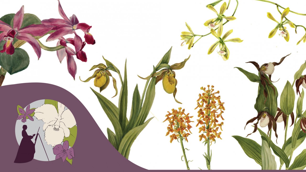 multiple orchid flowers with a silhouette of a woman