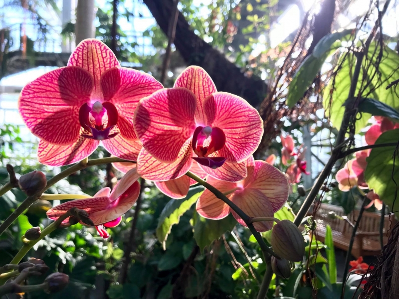 Orchid shines in sunlight amongst tropical plants