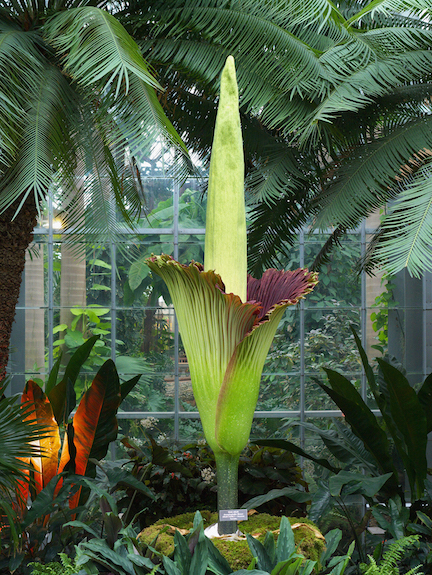 Three Corpse Flowers Bloomed At Usbg In 2017 United States