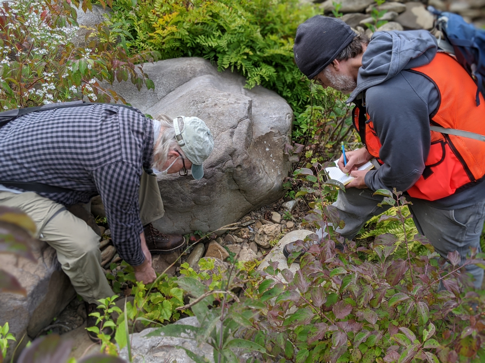 Two scientists document an occurrence of rock grape (Vitis rupestris) beside a river in Pennsylvania. Photo credit: Sarah Pears-volunteer.