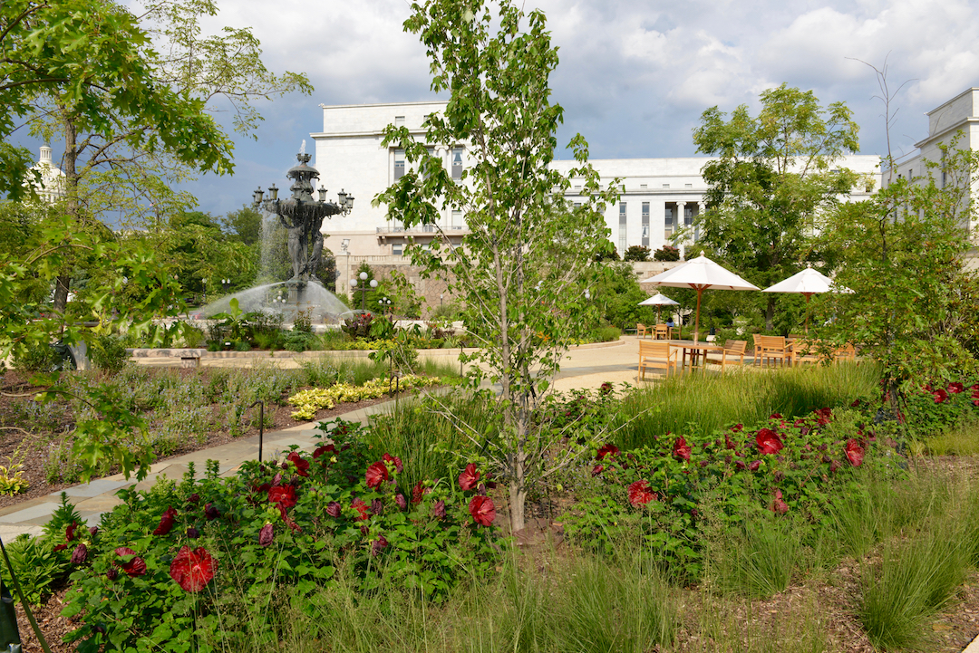 rain garden in bartholdi park featuring red hibiscus