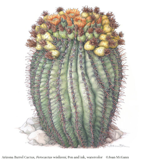 Arizona Barrel Cactus, Ferocactus wislizeni
