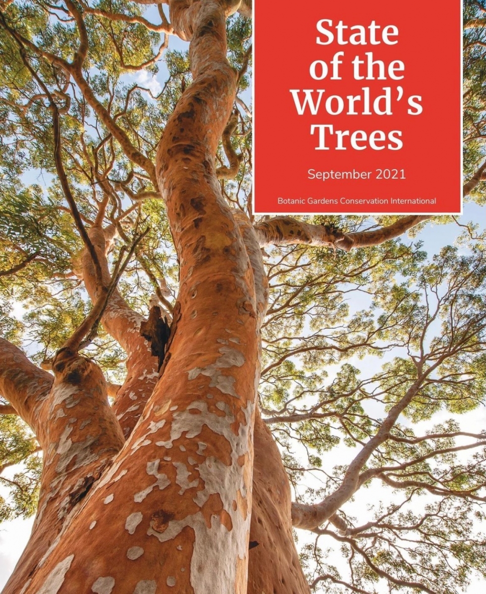 Report cover showing tree and "State of the World's Trees"