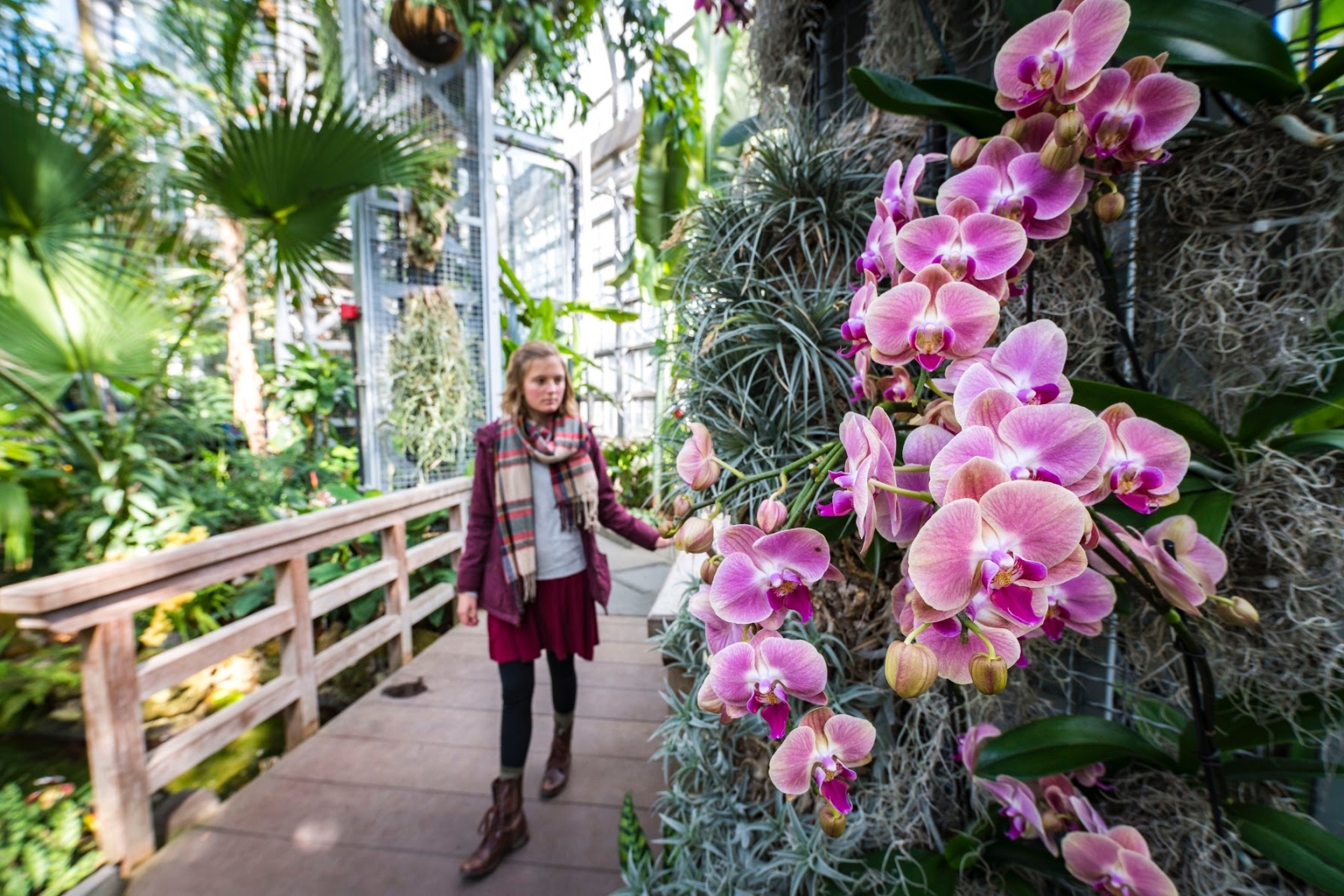 A visitor walks through palms and other tropical plants with a white and pink orchid in the foreground