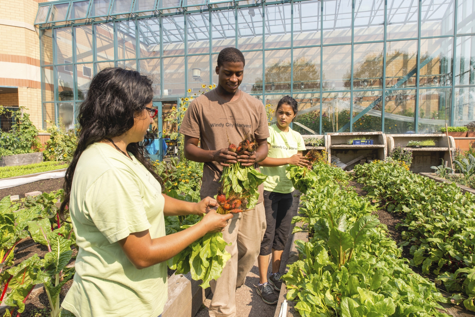 Three people harvesting vegetables