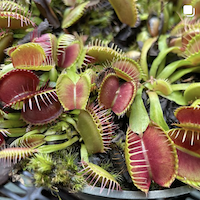 Venus flytraps