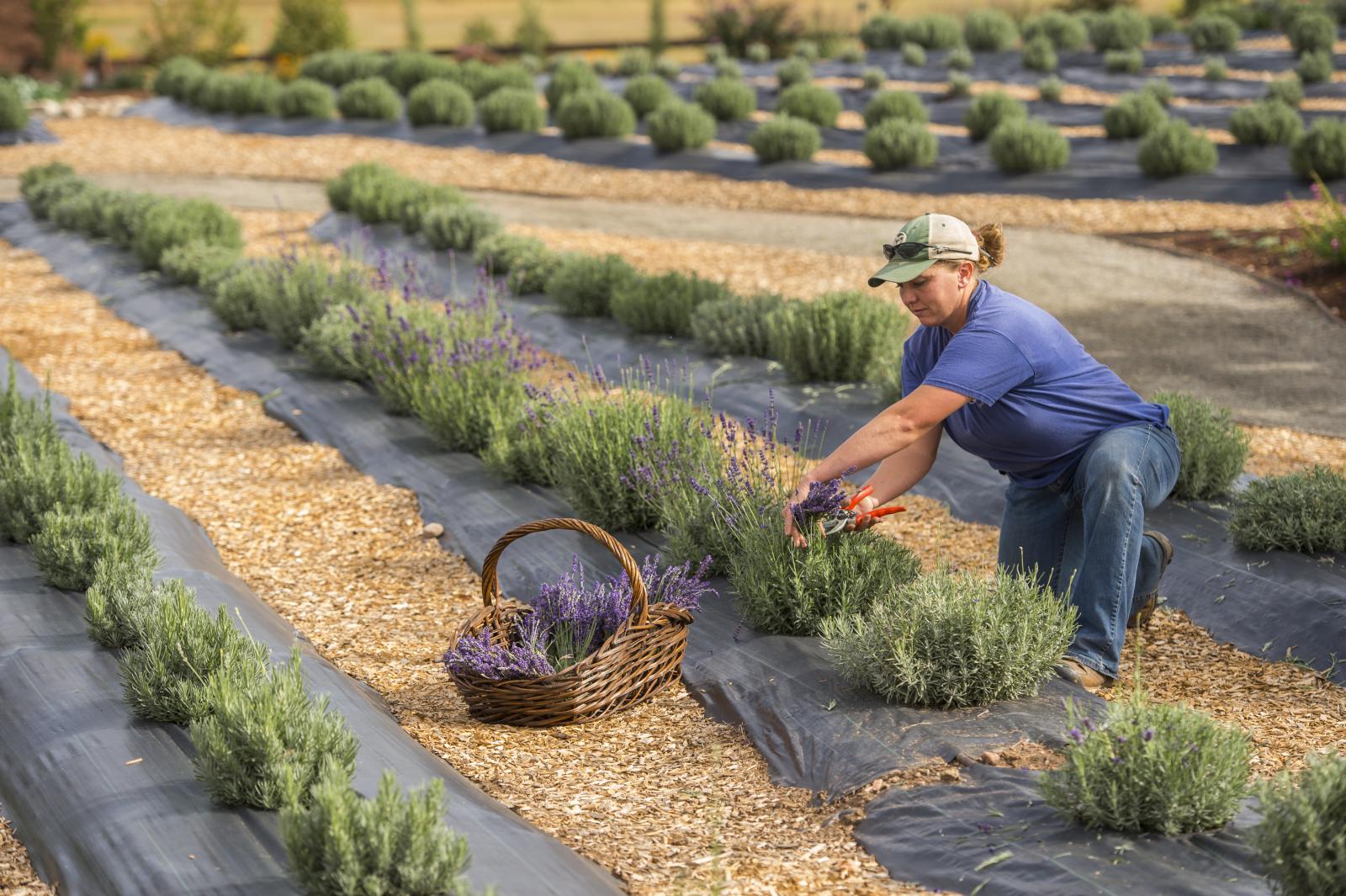 veteran farming lavender, photo courtesy Denver Botanic Gardens