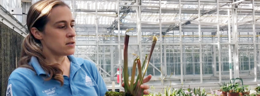 A gardener talks about a carnivorous pitcher plant