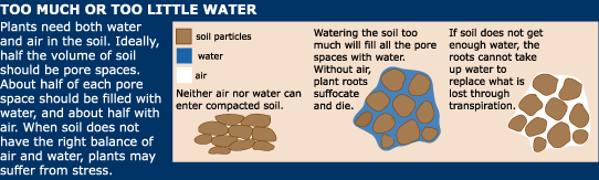 too much or too little water