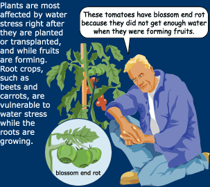 plants are affected by water stress