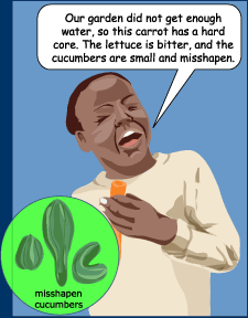 plants are affected by water stress