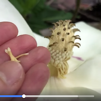 Hand holding stamens of magnolia flower