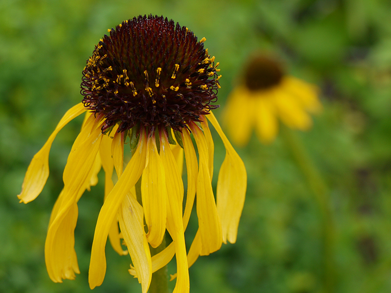 many yellow petals arrayed around a brown dome-shaped center