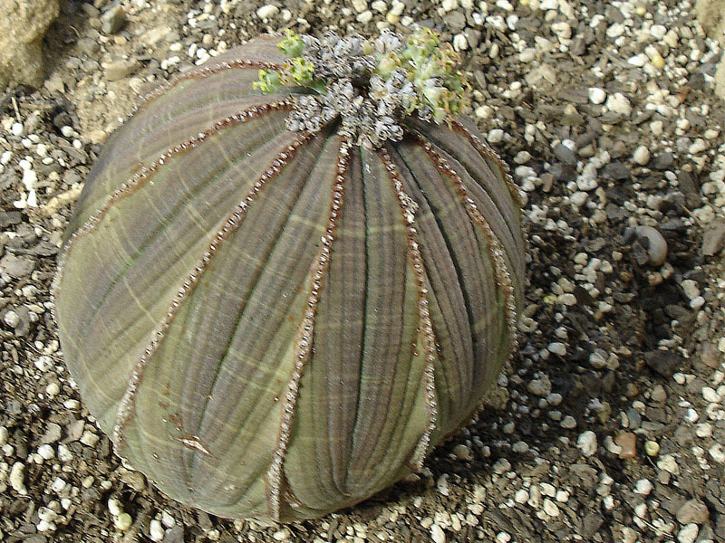 short, spherical-shaped cactus