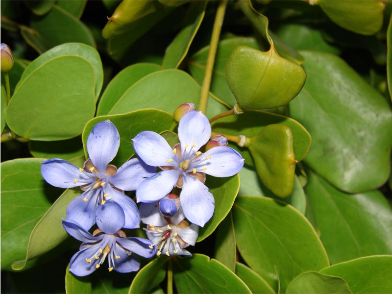 photo of blue-purple flower with five petals and rounded green leaves