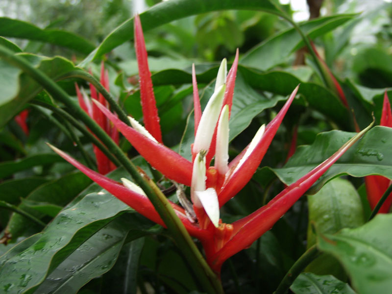 red and white spikey inflorescence